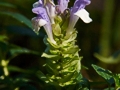 Scutellaria alpina IMG_1069 Tarczyca alpejska